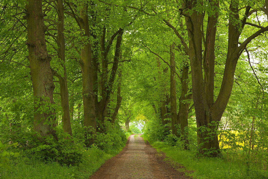 Lime alley, Ruppiner Land area, Prignitz area, Brandenburg, Germany