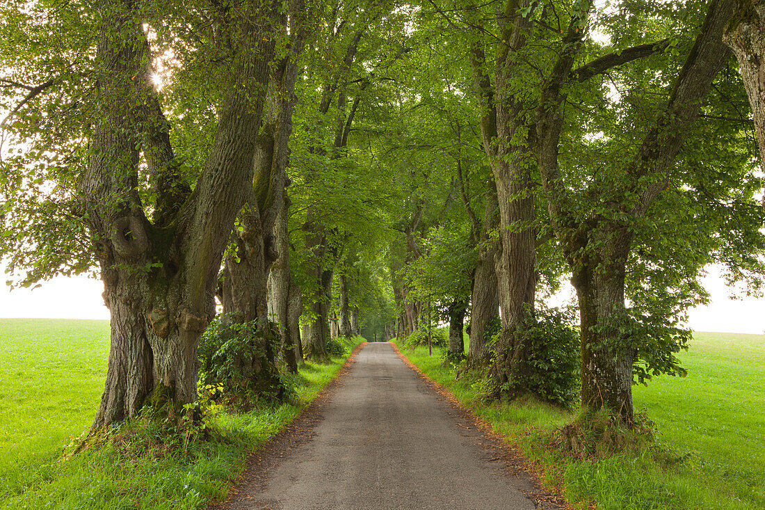 Lime alley, Kurfuerstenallee, Marktoberdorf, Allgaeu, Bavaria, Germany