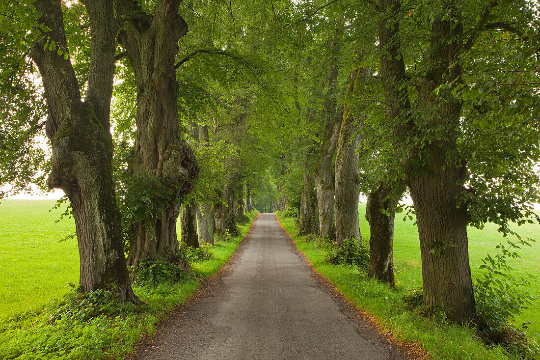 Lime alley, Kurfuerstenallee, Marktoberdorf, Allgaeu, Bavaria, Germany