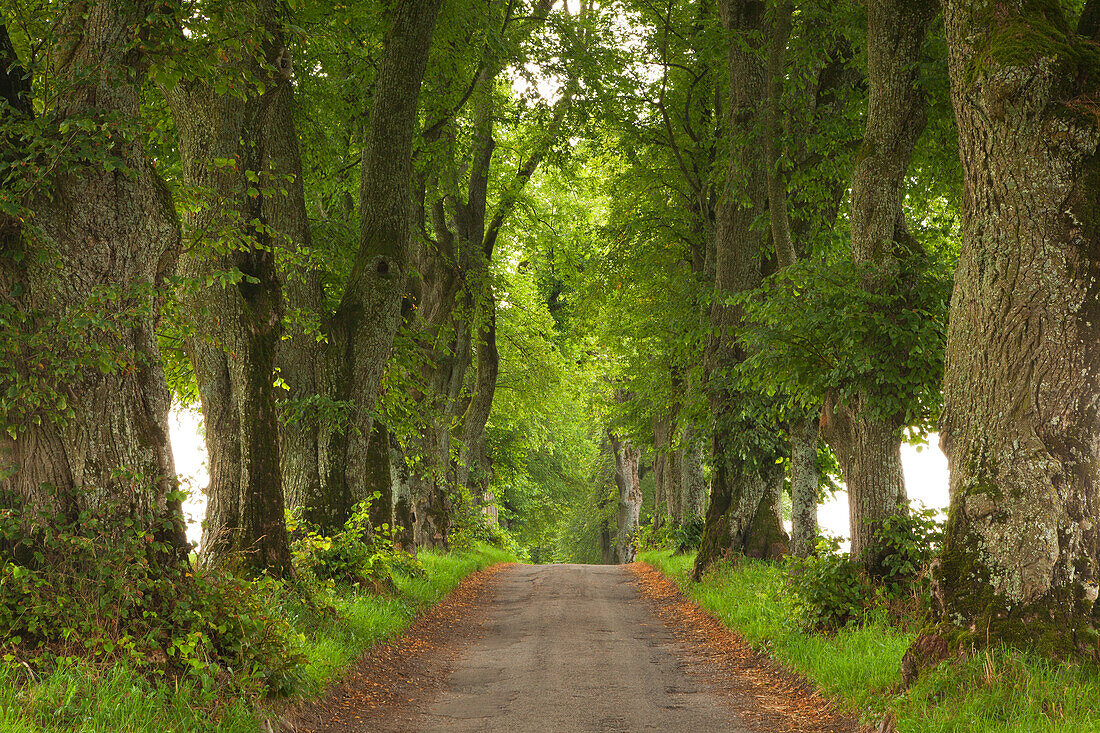 Lindenallee, Kurfürstenallee in Marktoberdorf, Allgäu, Bayern, Deutschland