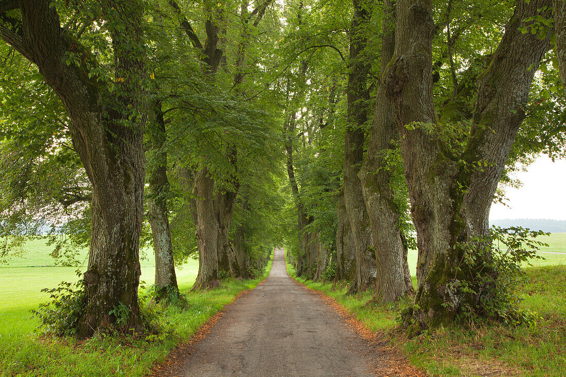 Lime alley, Kurfuerstenallee, at Marktoberdorf, Allgaeu, Bavaria, Germany