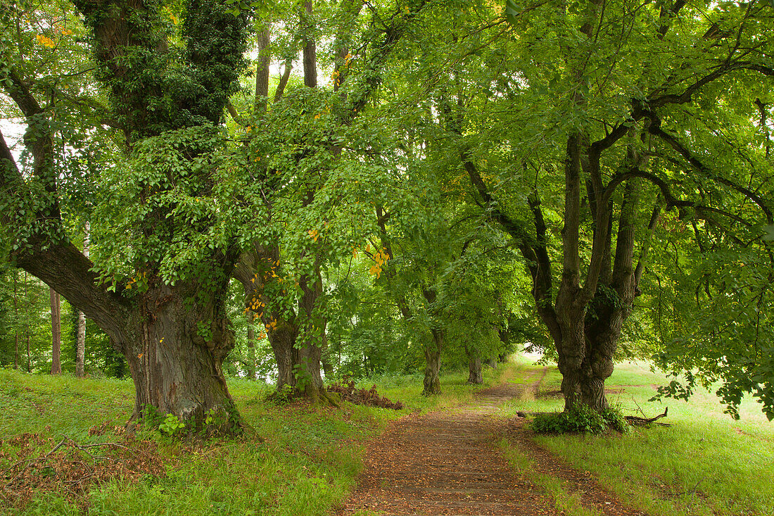 Lime alley, near Neuburg an der Donau, Bavaria, Germany