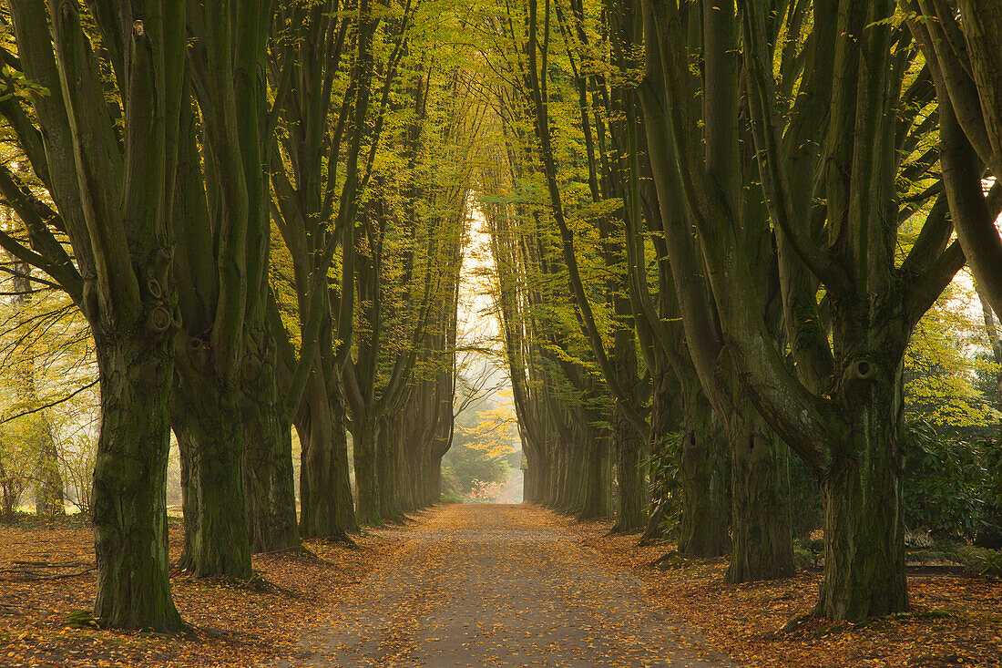 Hornbeam alley, Dortmund, North Rhine-Westphalia, Germany