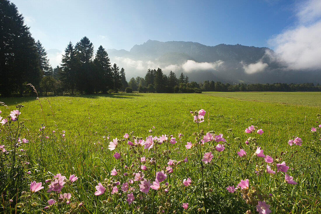 Blumen auf einer Wiese, Tegelberg im Hintergrund, bei Schwangau, Füssen, Allgäu, Bayern, Deutschland
