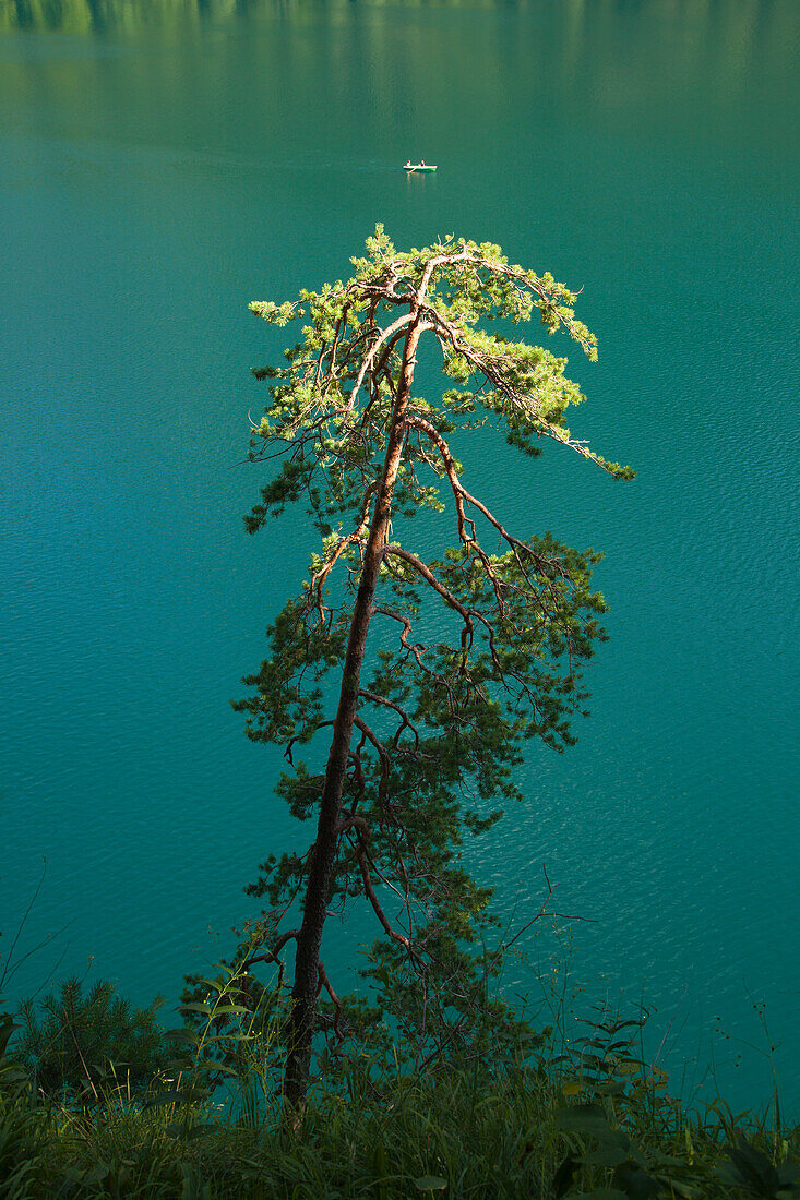 Pine tree at the lakeside of the Alpsee, near Hohenschwangau, Fuessen, Allgaeu, Bavaria, Germany