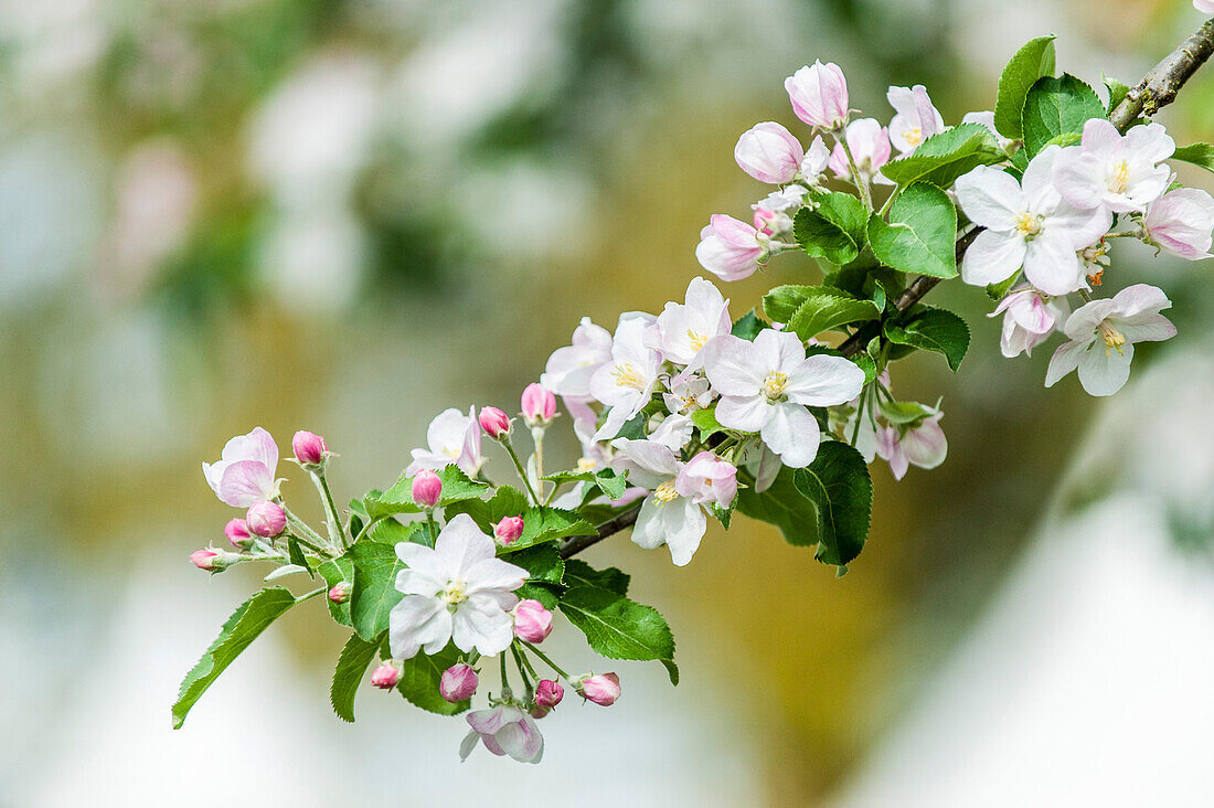 Blossoming apple tree, Hamburg, Germany