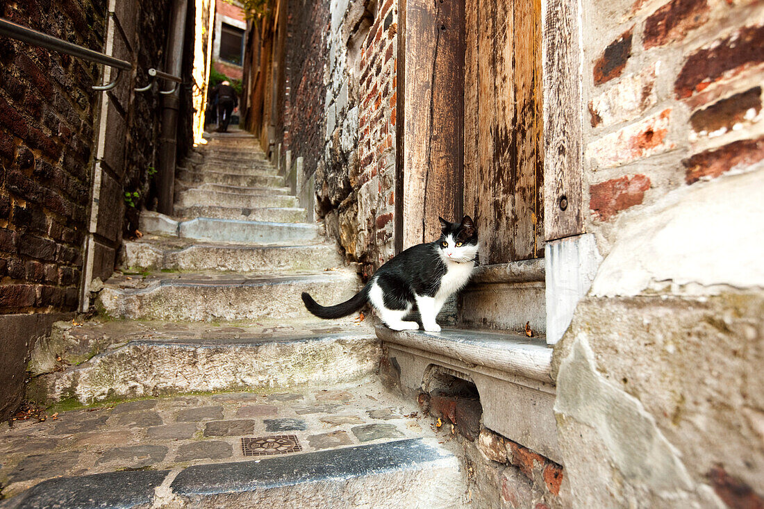 Cat on a step, Impassa des Ursulines, Coteaux de la Citadelle, Liege, Wallonia, Belgium