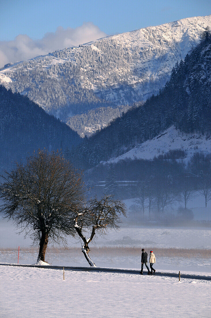 Bäume im Bodennebel am Zahmen Kaiser, Kaiserwinkl, Winter in Tirol, Österreich