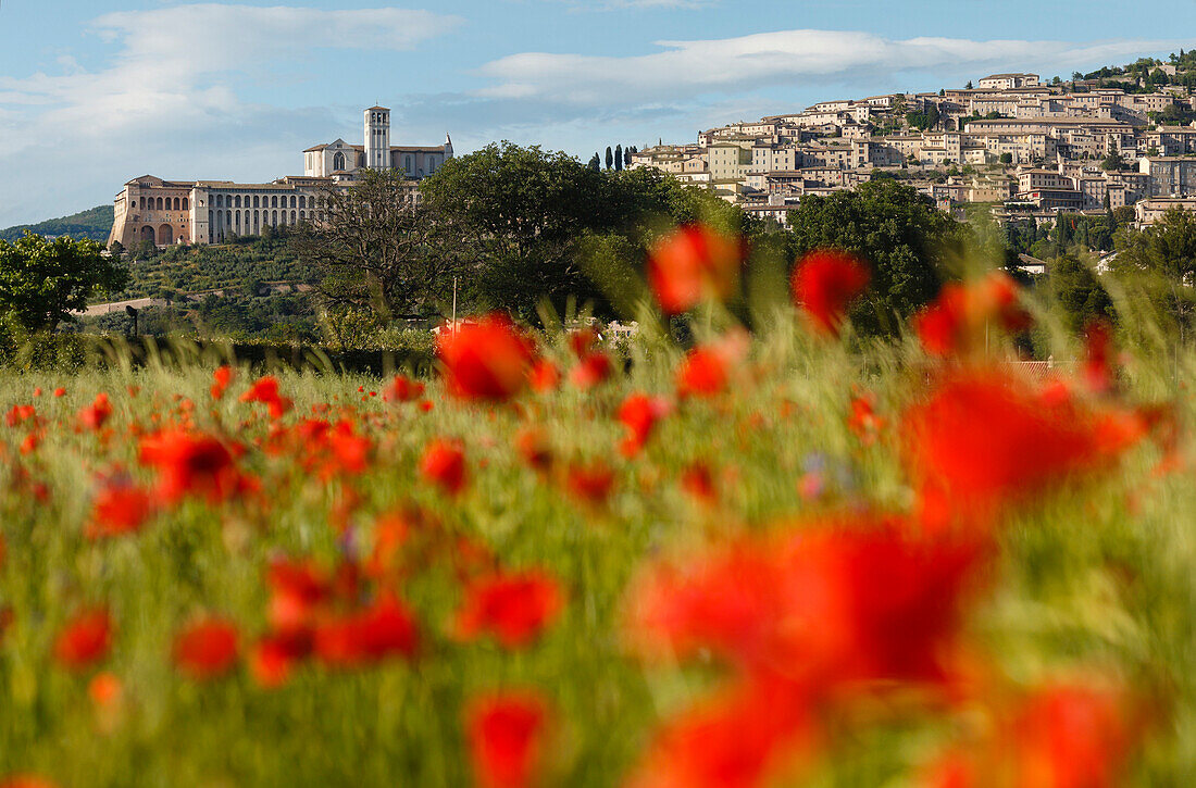 Assisi with Basilica of San Francesco d Assisi, poppy field, UNESCO World Heritage Site, St. Francis of Assisi, Via Francigena di San Francesco, St. Francis Way, Assisi, province of Perugia, Umbria, Italy, Europe