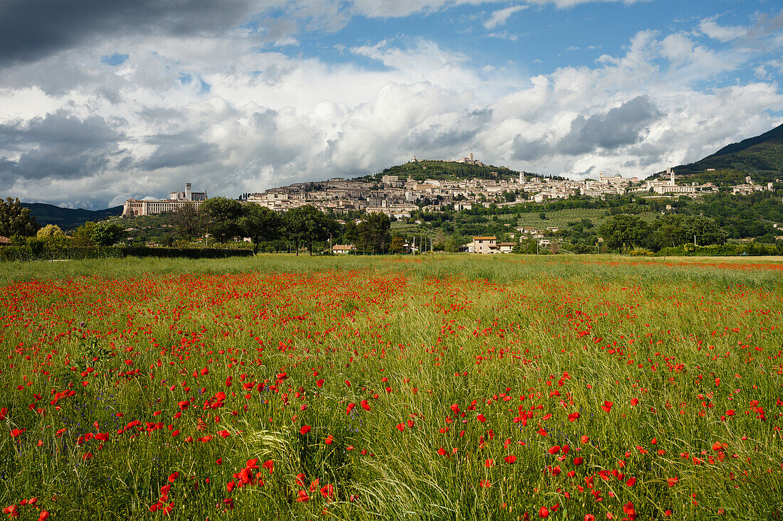 Panorama von Assisi mit Mohnfeld, Mohnblumen, UNESCO Weltkulturerbe, Franziskus von Assisi, Via Francigena di San Francesco, Franziskusweg, Assisi, Provinz Perugia, Umbrien, Italien, Europa