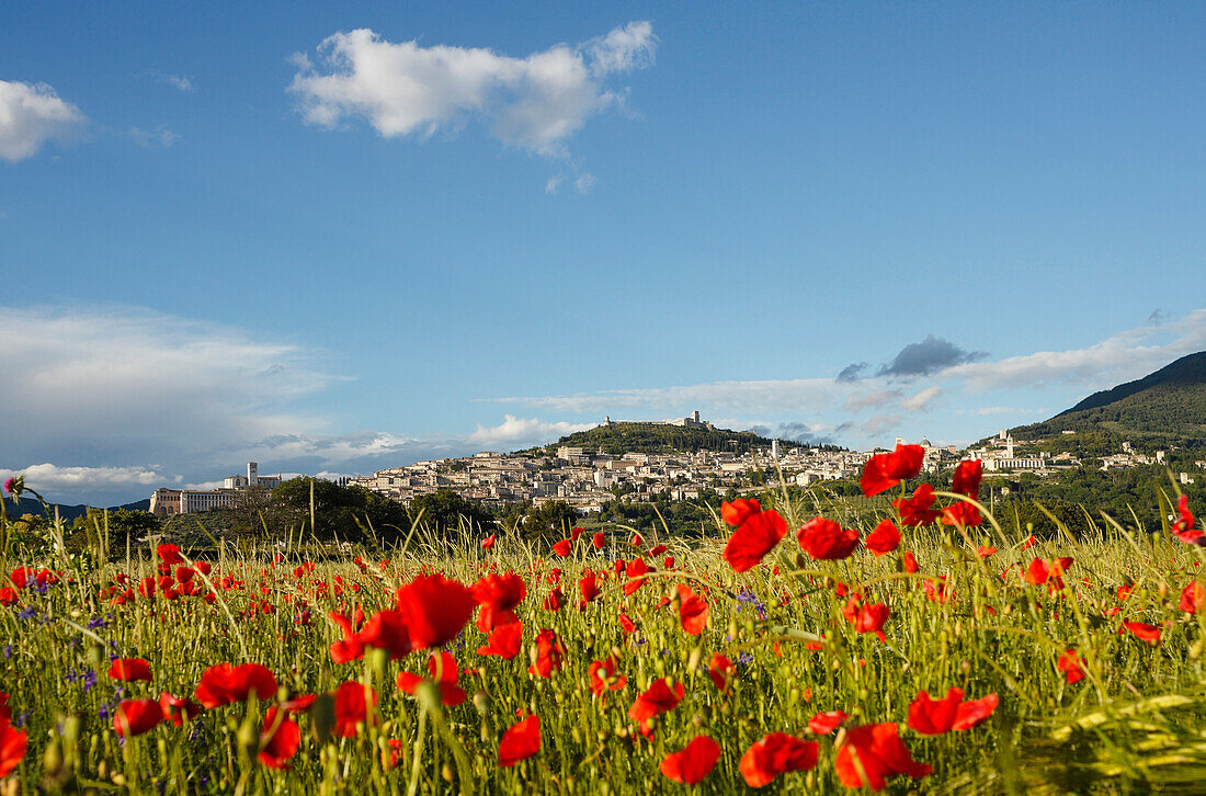 Panorama von Assisi mit Mohnfeld, Mohnblumen, UNESCO Weltkulturerbe, Franziskus von Assisi, Via Francigena di San Francesco, Franziskusweg, Assisi, Provinz Perugia, Umbrien, Italien, Europa