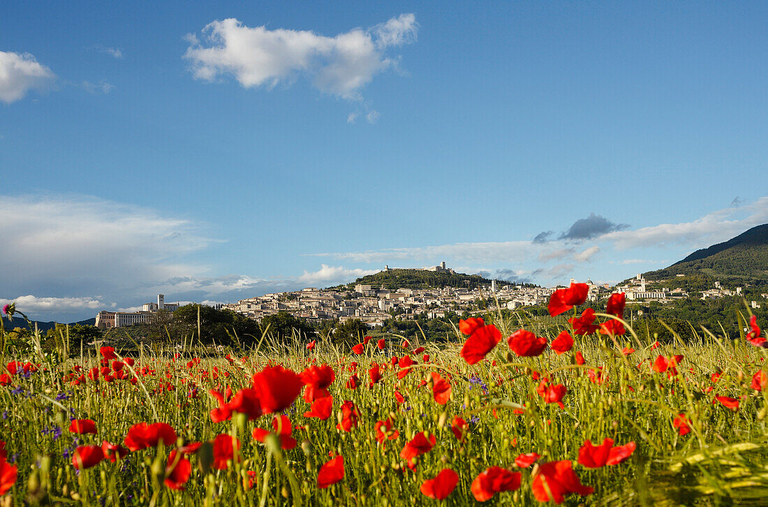 panorama of Assisi with poppy field, poppies, UNESCO World Heritage Site, St. Francis of Assisi, Via Francigena di San Francesco, St. Francis Way, Assisi, province of Perugia, Umbria, Italy, Europe