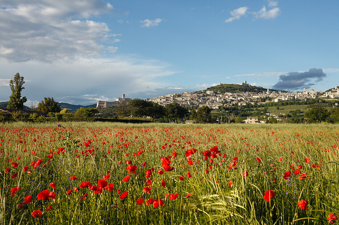 Panorama von Assisi mit Mohnfeld, Mohnblumen, UNESCO Weltkulturerbe, Franziskus von Assisi, Via Francigena di San Francesco, Franziskusweg, Assisi, Provinz Perugia, Umbrien, Italien, Europa