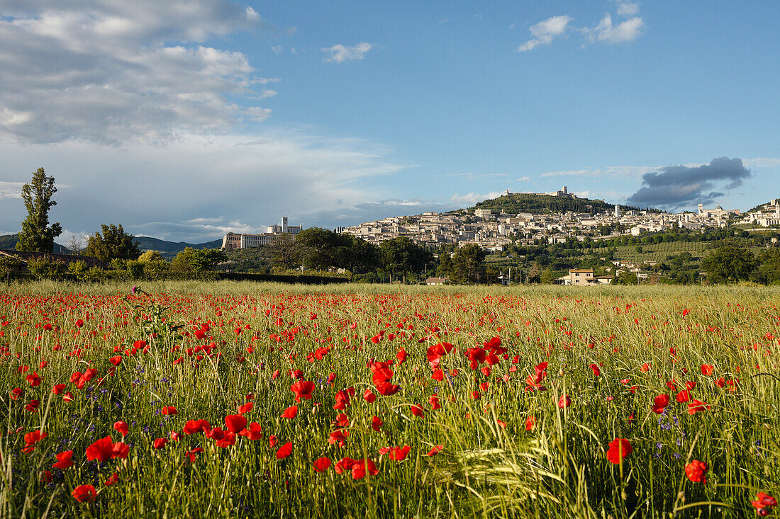 panorama of Assisi with poppy field, poppies, UNESCO World Heritage Site, St. Francis of Assisi, Via Francigena di San Francesco, St. Francis Way, Assisi, province of Perugia, Umbria, Italy, Europe