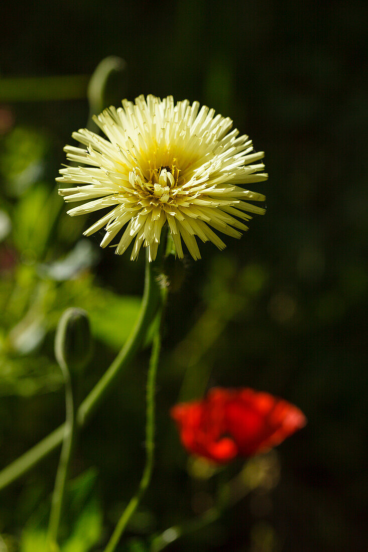 Dandelion, lat. Leontodon, yellow flower in a poppy field near Assisi, St. Francis of Assisi, Via Francigena di San Francesco, St. Francis Way, Assisi, province of Perugia, Umbria, Italy, Europe