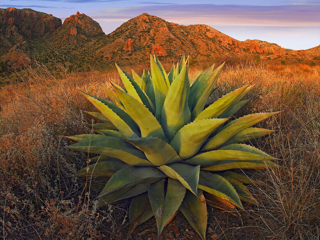 Agave (Agave sp) plants and Chisos Mountains seen from Chisos Basin, Big Bend National Park, Chihuahuan Desert, Texas