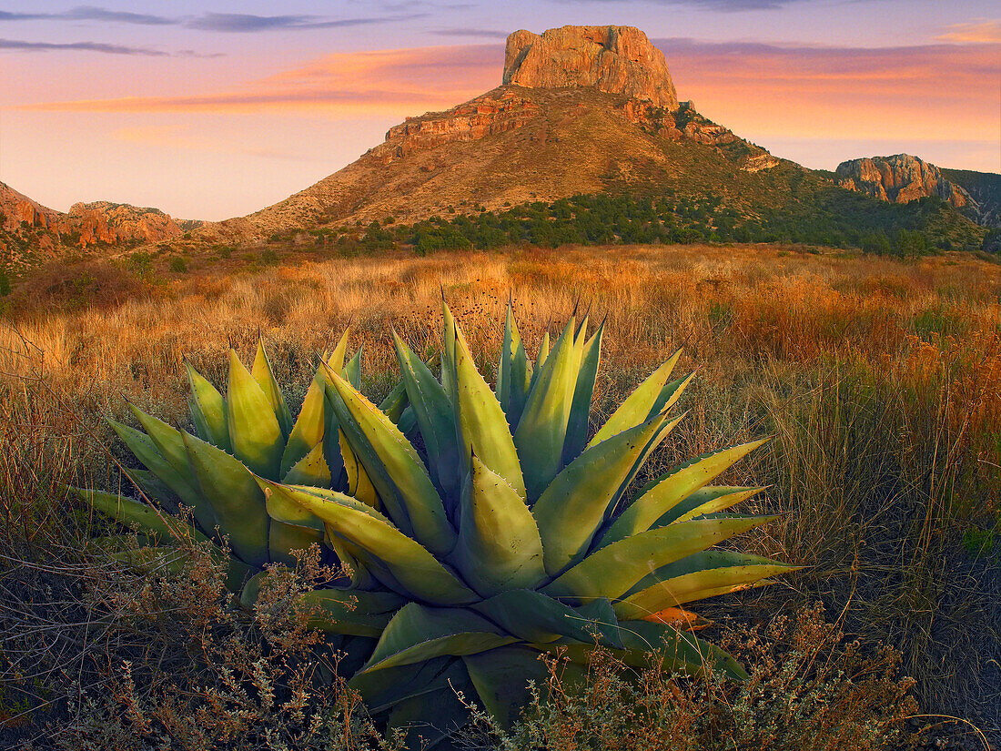 Casa Grande butte with Agave in foreground, Big Bend National Park, Texas
