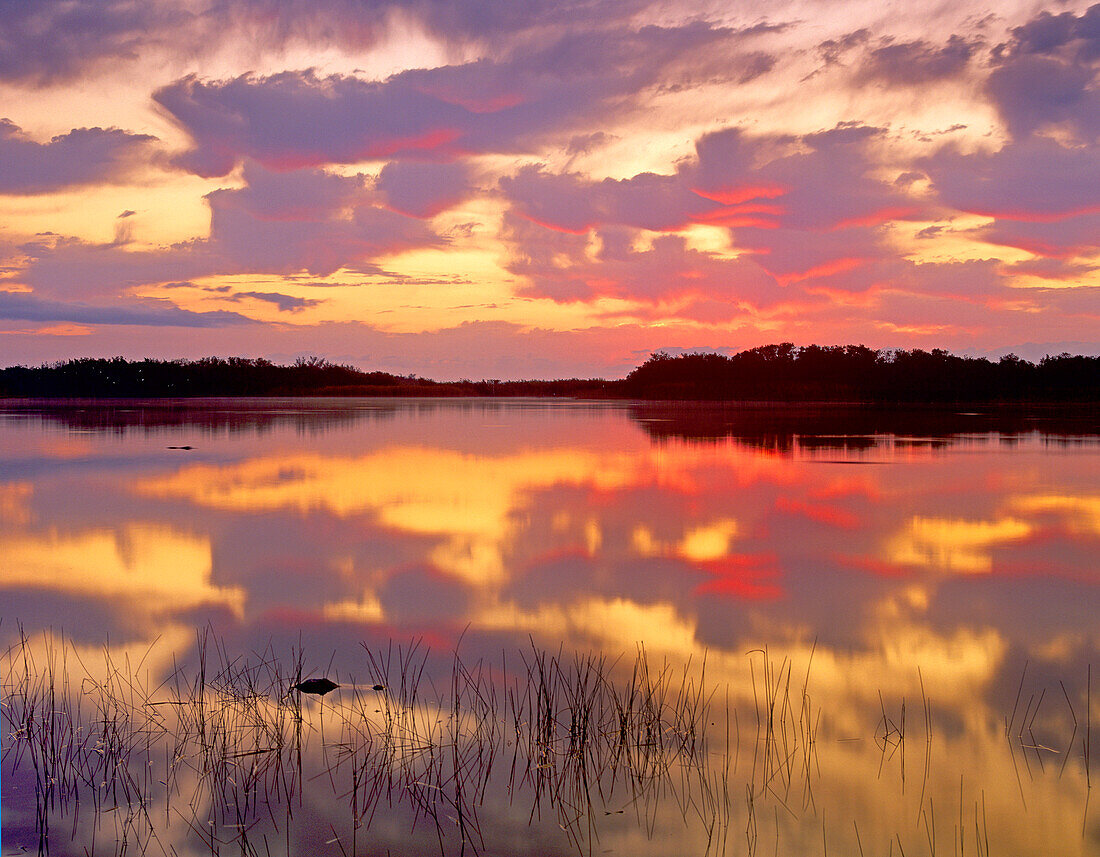 American Alligator (Alligator mississippiensi) surfacing in Nine Mile Pond at sunrise, Everglades National Park, Florida