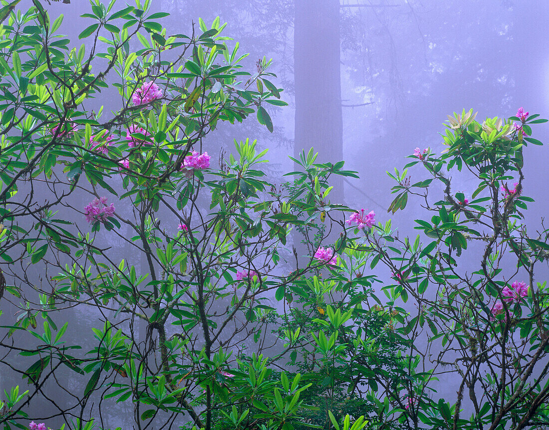 Pacific Rhododendron (Rhododendron macrophyllum) flowering in misty old growth Coast Redwood (Sequoia sempervirens) forest interior, Del Norte Coast, Redwood National Park, California