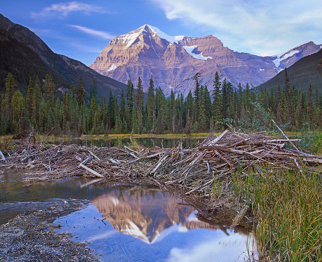 Beaver dam and pond surrounded by boreal forest with Mount Robson in background Mount Robson Provincial Park, British Columbia, Canada