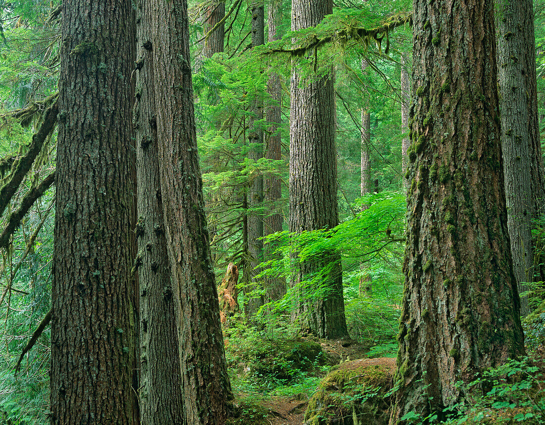 Western Red Cedar (Thuja plicata) old growth forest, Grove of the Patriarchs, Mount Rainier National Park, Washington