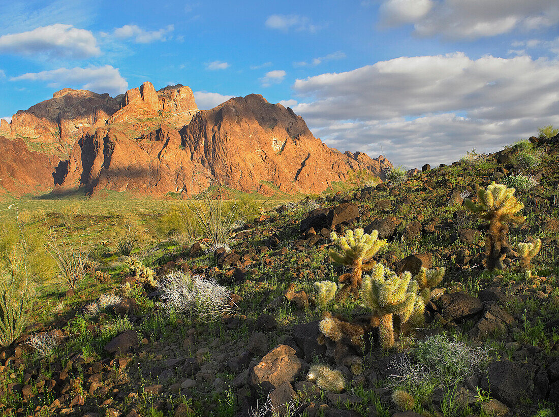 Opuntia (Opuntia sp) cactus and other desert vegetation, Kofa National Wildlife Refuge, Arizona