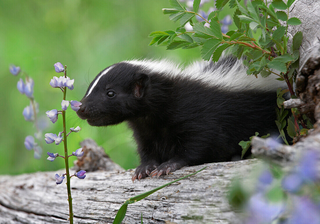 Striped Skunk (Mephitis mephitis) kit smelling a wildflower, North America