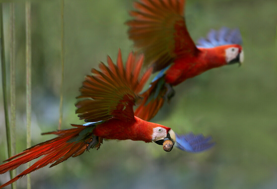 Scarlet Macaw (Ara macao) pair flying with palm fruit, Costa Rica