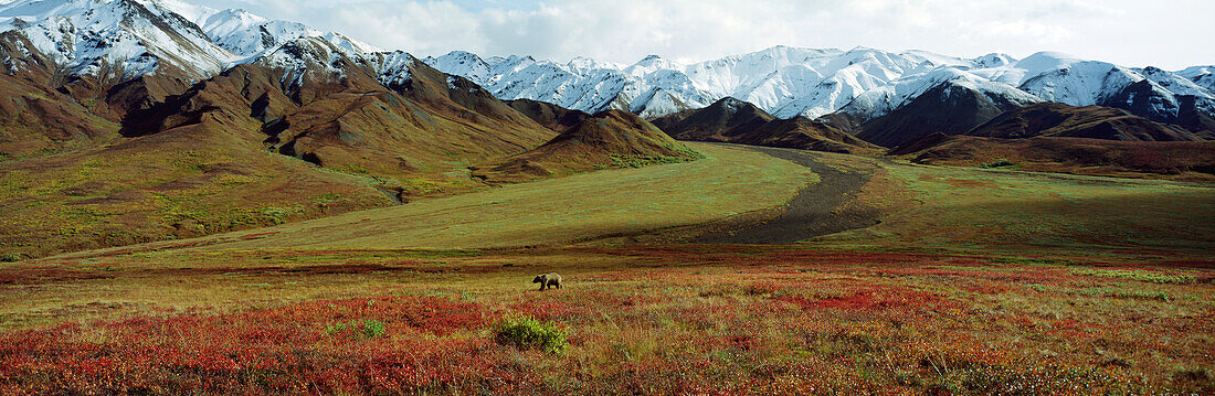 Grizzly Bear (Ursus arctos horribilis) in autumn tundra landscape, Denali National Park and Preserve, Alaska