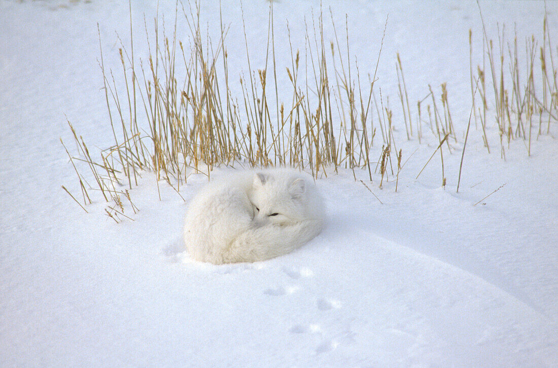 Arctic Fox Alopex lagopus curled up resting in snow, Hudson Bay, near Churchill, Manitoba, Canada