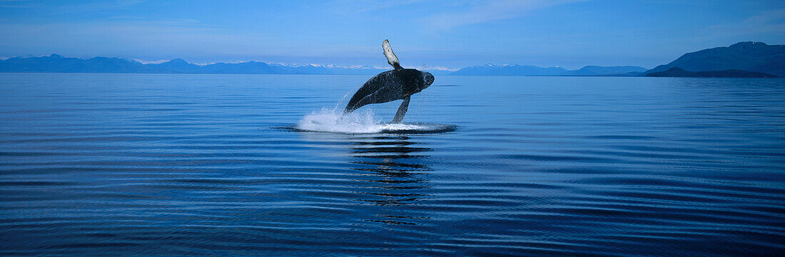 Humpback Whale (Megaptera novaeangliae) breaching, Southeast Alaska