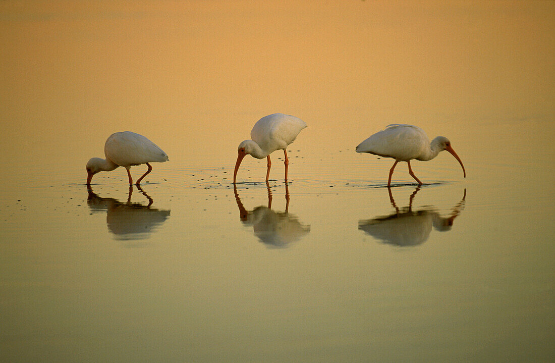 White Ibis (Eudocimus albus) trio feeding at sunset, Ding Darling National Wildlife Refuge, Sanibel Island, Florida