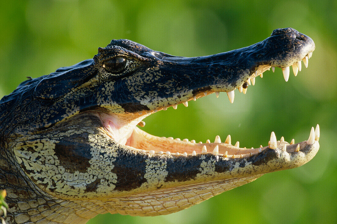 Jacare Caiman (Caiman yacare) thermoregulating by opening jaws, Pantanal, Brazil
