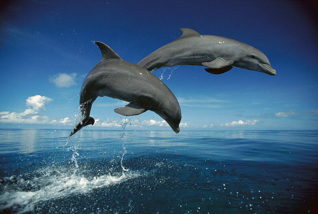 Bottlenose Dolphin (Tursiops truncatus) pair, Caribbean
