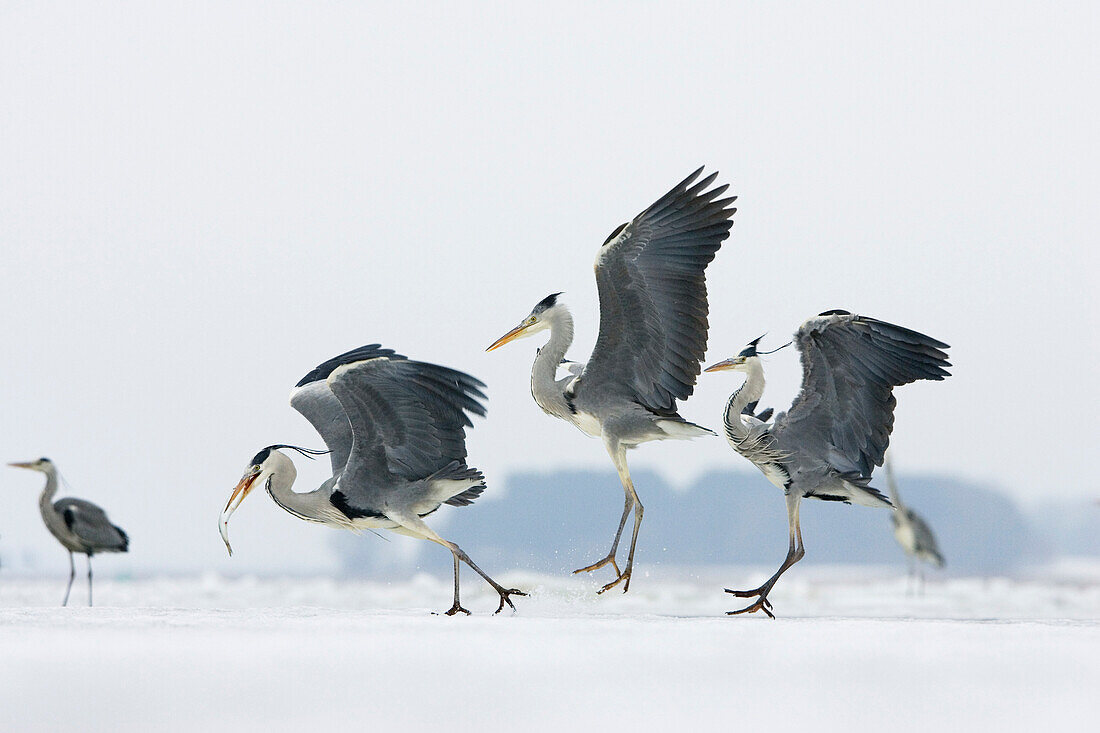 Grey Heron (Ardea cinerea) trio fighting over fish, Usedom, Germany