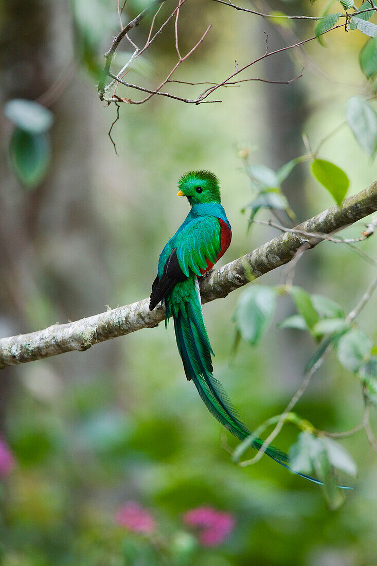 Resplendent Quetzal (Pharomachrus mocinno) male, Costa Rica