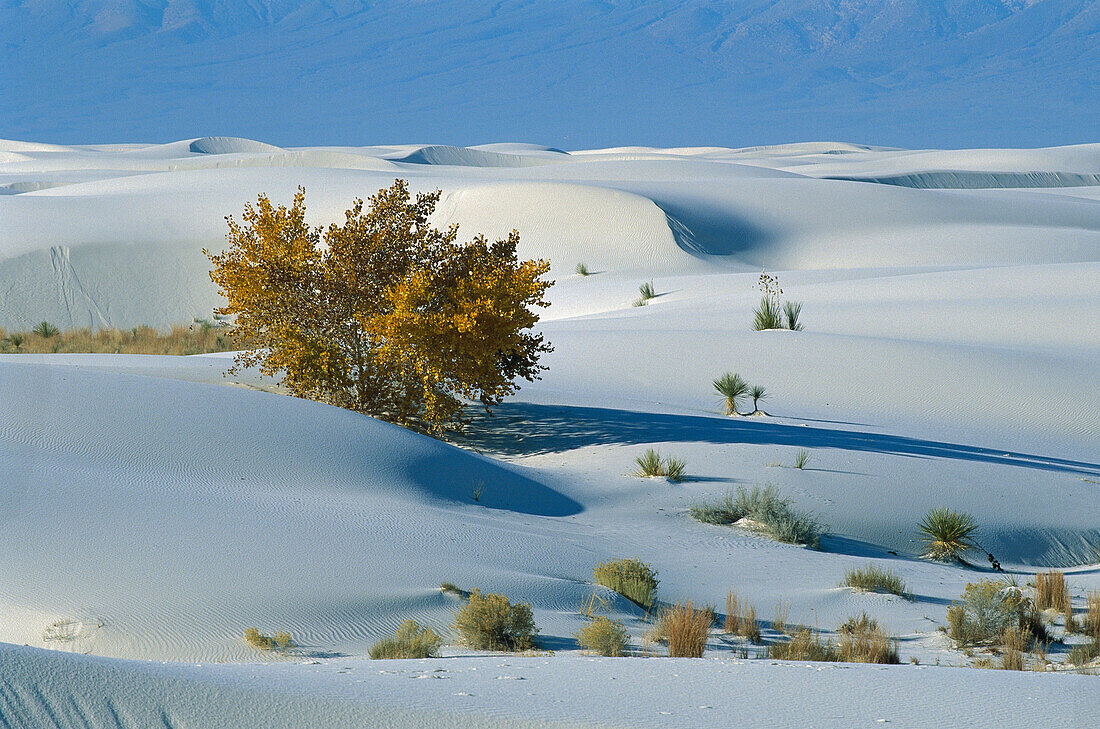 Fremont Cottonwood (Populus fremontii) amid gypsum dune fields, White Sands National Monument, Chihuahua Desert, New Mexcio