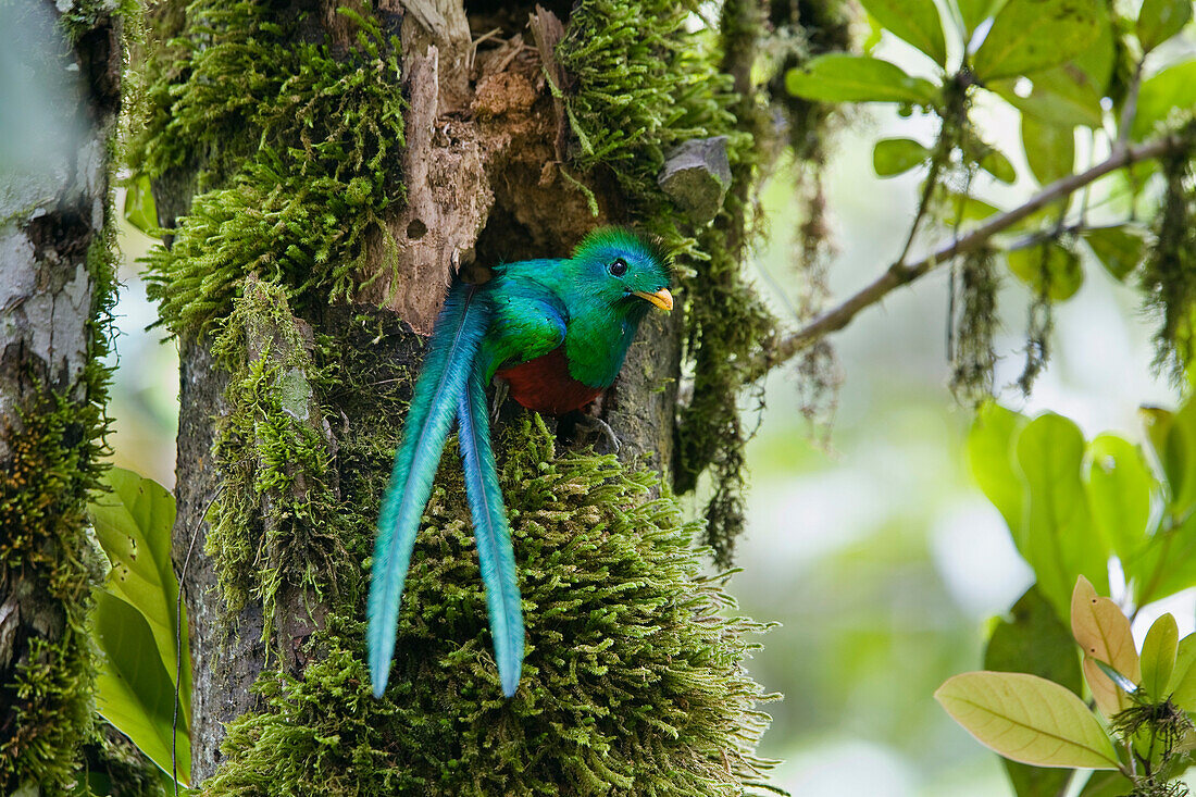 Resplendent Quetzal (Pharomachrus mocinno) male looking out of nest, Costa Rica