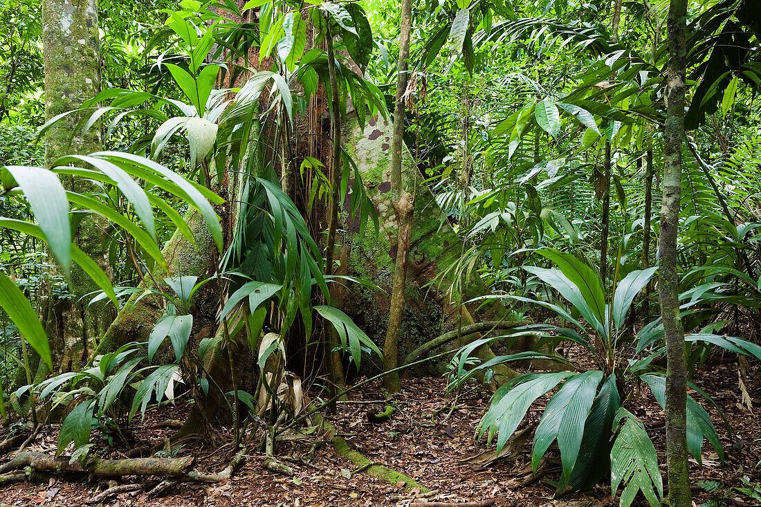 Lowland rainforest, Braulio Carrillo National Park, Costa Rica