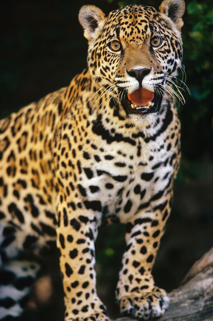 Jaguar (Panthera onca) panting, Woodland Park Zoo, Seattle, Washington