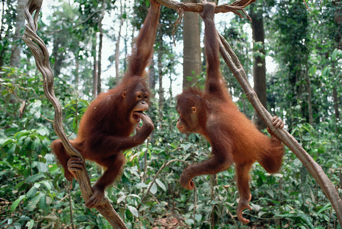 Orangutan (Pongo pygmaeus) pair playing in trees, Borneo