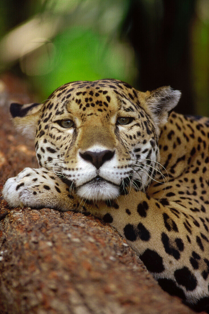 Jaguar (Panthera onca) portrait, Belize Zoo, Belize