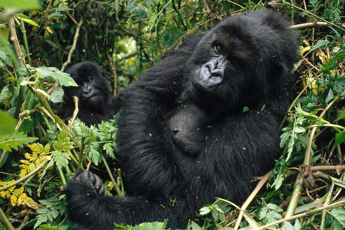 Mountain Gorilla (Gorilla gorilla beringei) female resting with another in the background, Virunga Mountains, Democratic Republic of the Congo