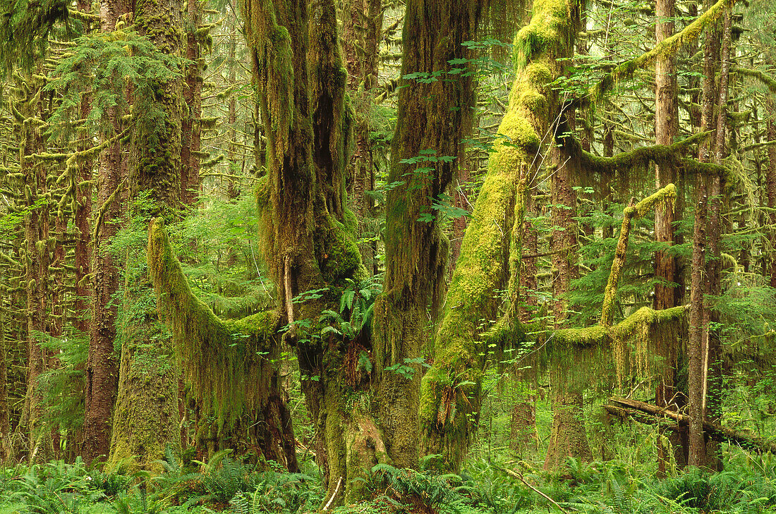 Temperate rainforest interior, Queets River Valley, Olympic National Park, Washington