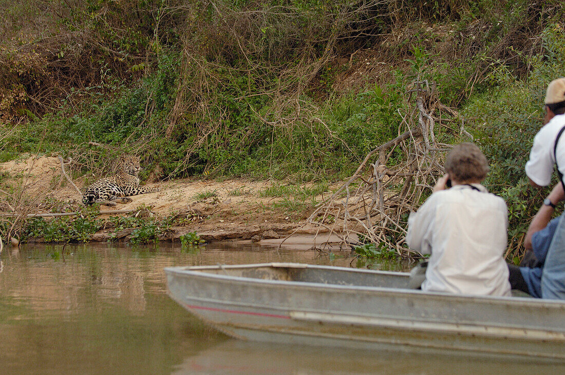 Jaguar (Panthera onca) male on riverbank observed by tourists near Porto Joffre, Brazil