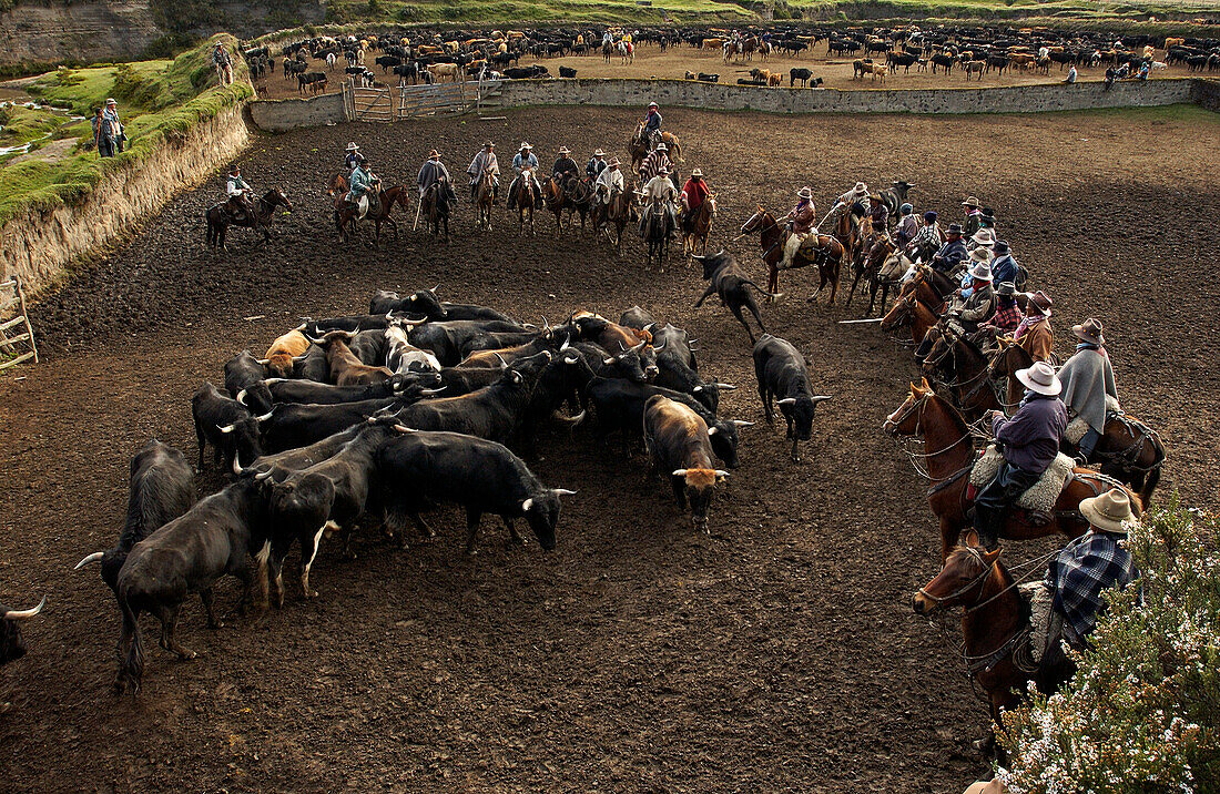 Domestic Cattle (Bos taurus) being herded by Chagra cowboys at a hacienda during the annual overnight cattle round-up, Andes Mountains, Ecuador