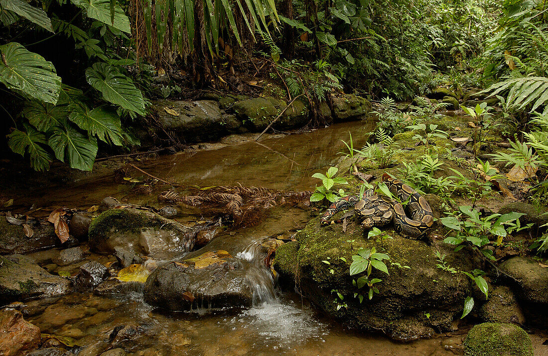 Boa Constrictor (Boa constrictor) at the edge of a stream, Ecuador