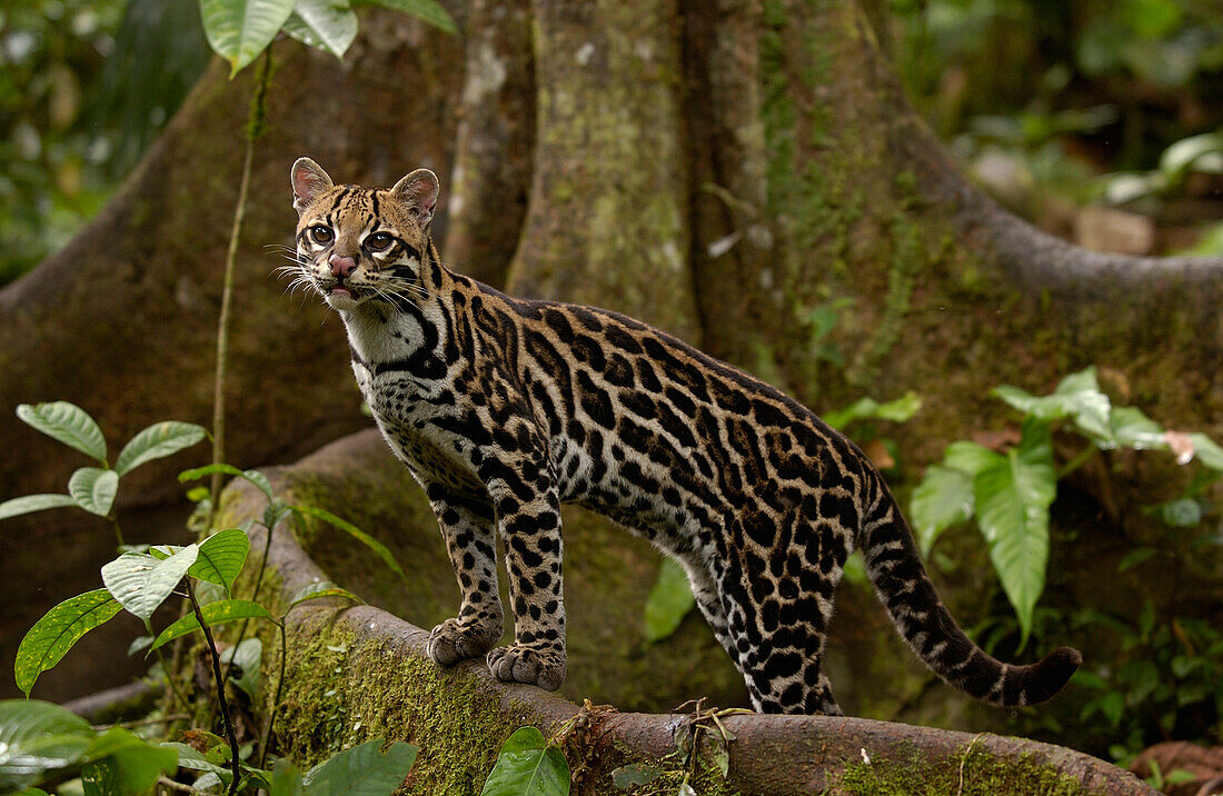 Ocelot (Leopardus pardalis) standing on buttress root on the forest floor in the Amazon rainforest, Ecuador