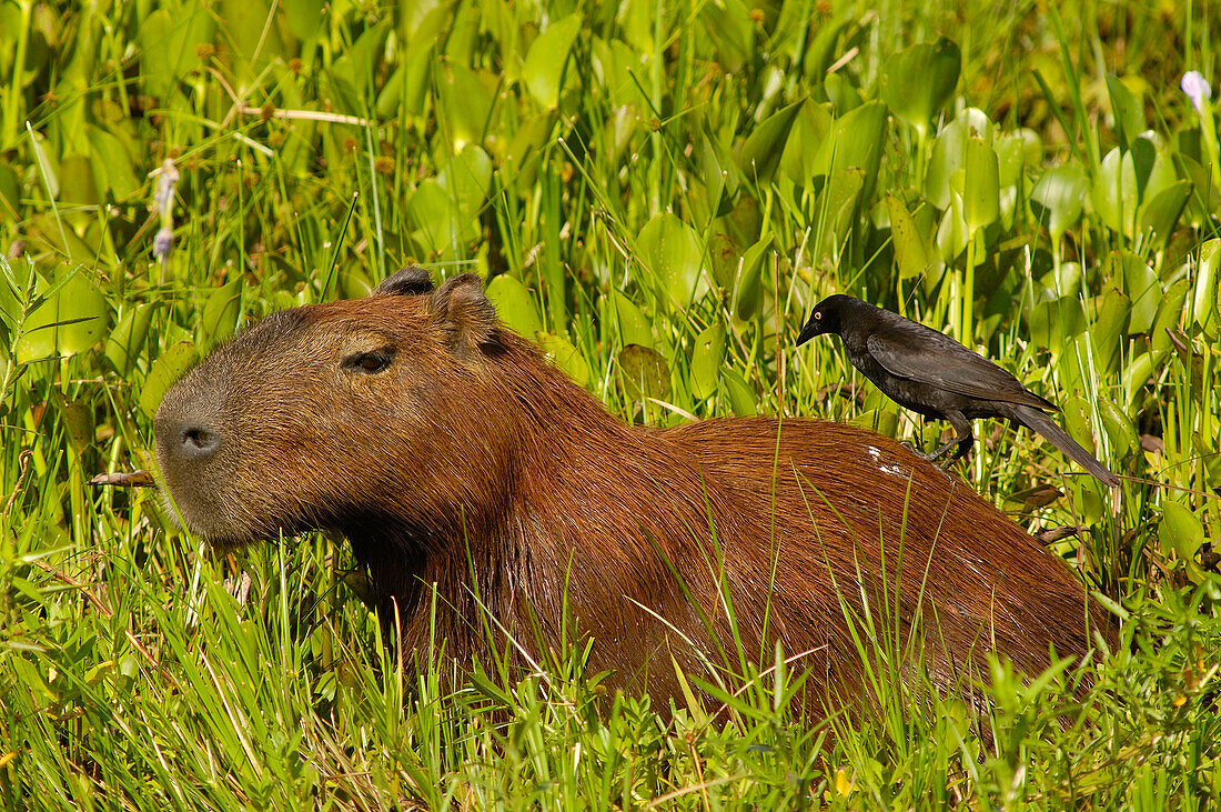 Capybara (Hydrochoerus hydrochaeris) with a Smooth-billed Ani (Crotophaga ani) on its back, Pantanal, Mato Grosso do Sul, Brazil