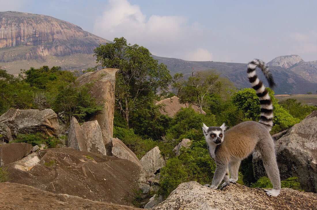 Katta (Lemur catta) auf Felsen mit Blick auf das Andringitra-Gebirge, südliches Zentralmadagaskar